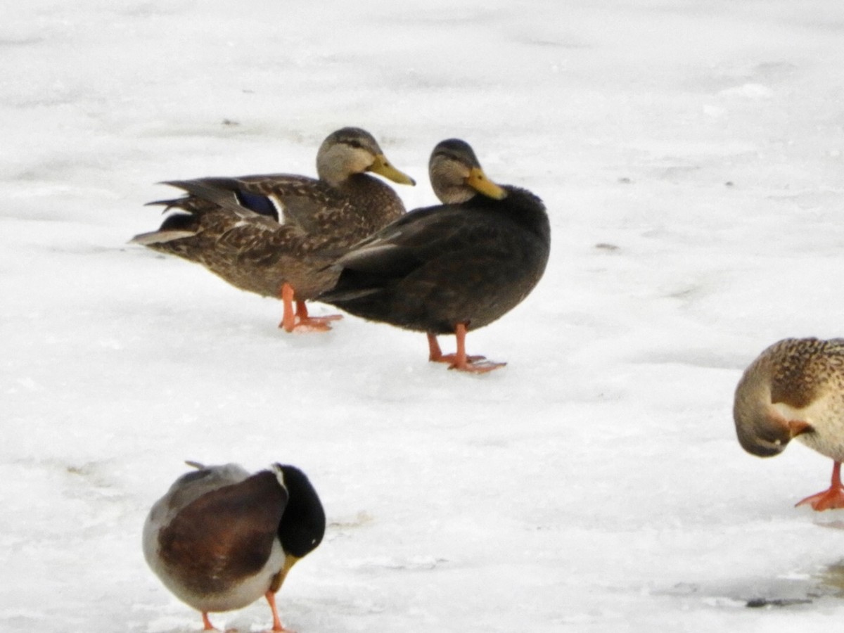 American Black Duck - ML311600091