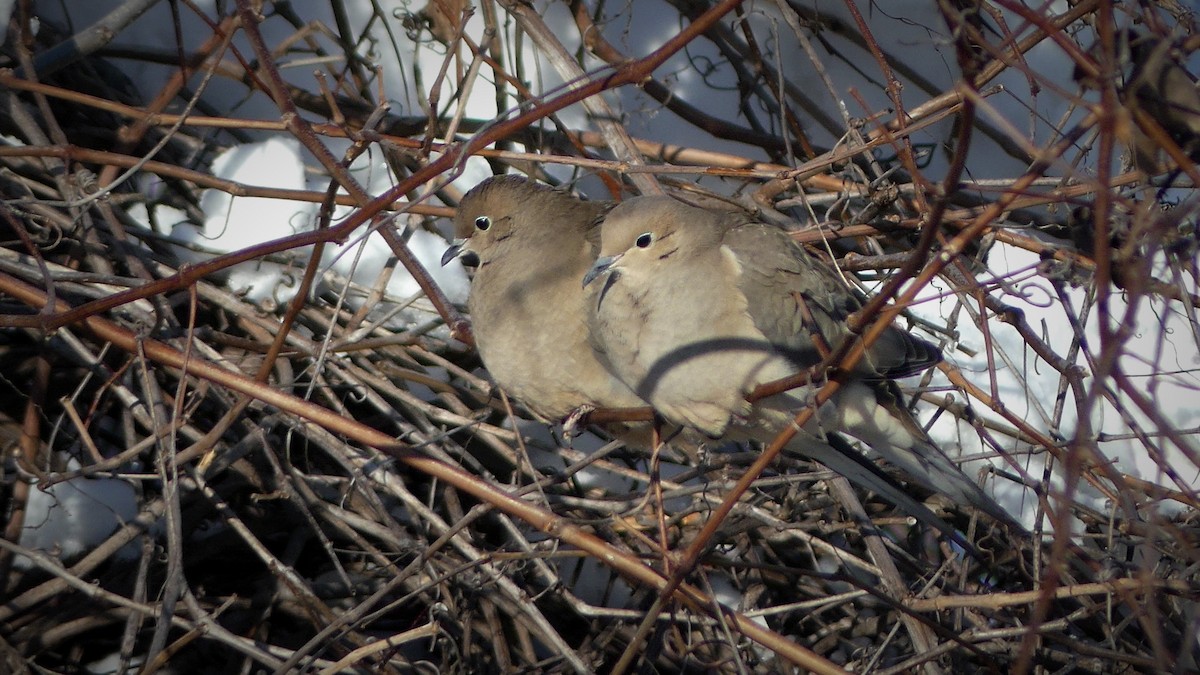 Mourning Dove - André Labelle