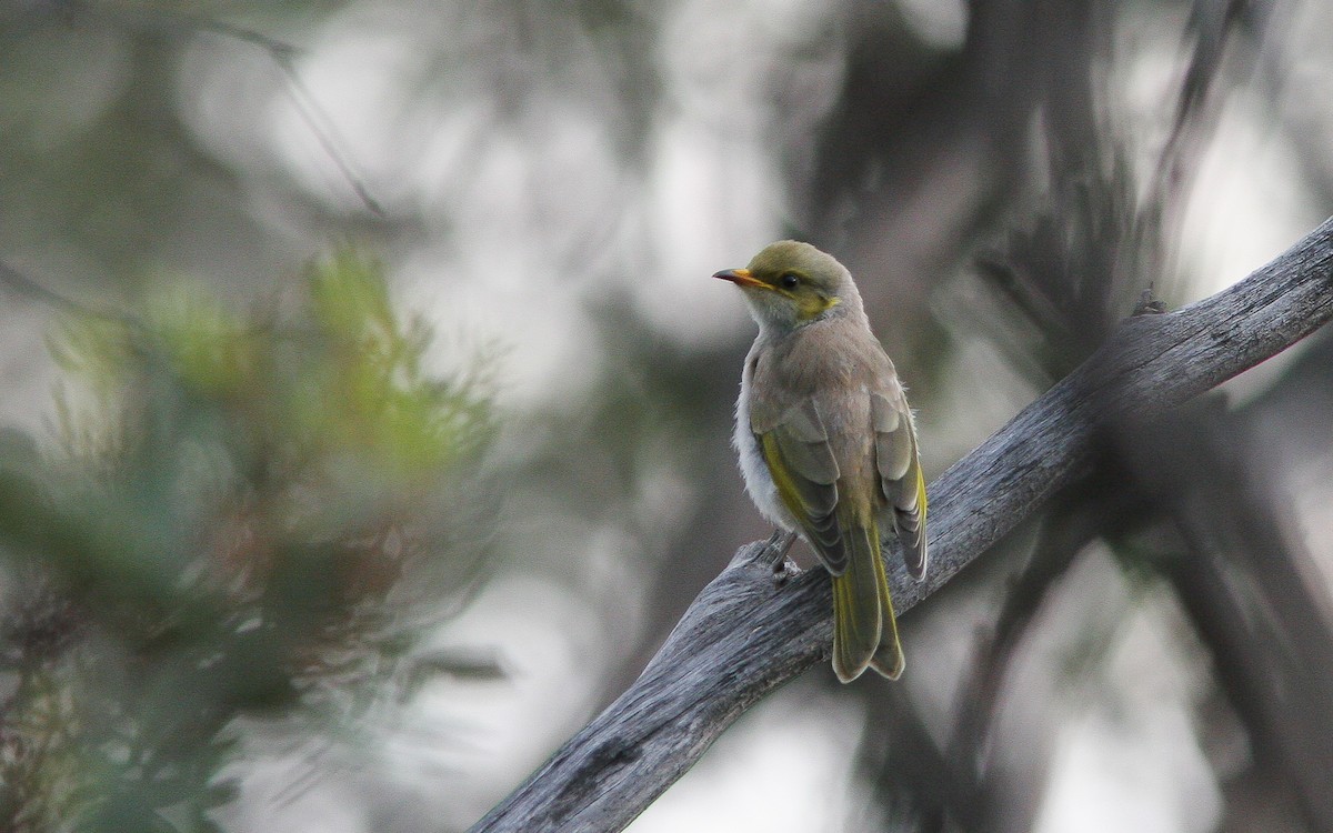 Yellow-plumed Honeyeater - ML311600781