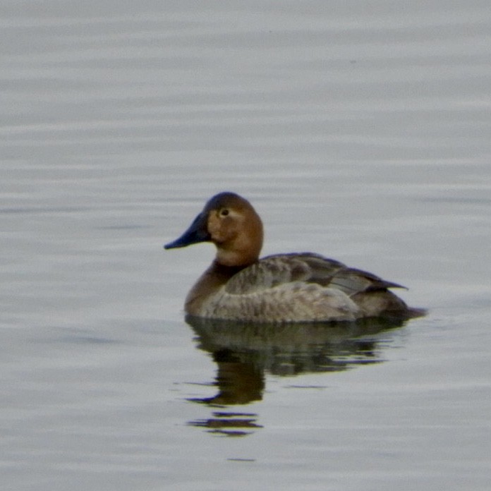 Canvasback - ML311600931