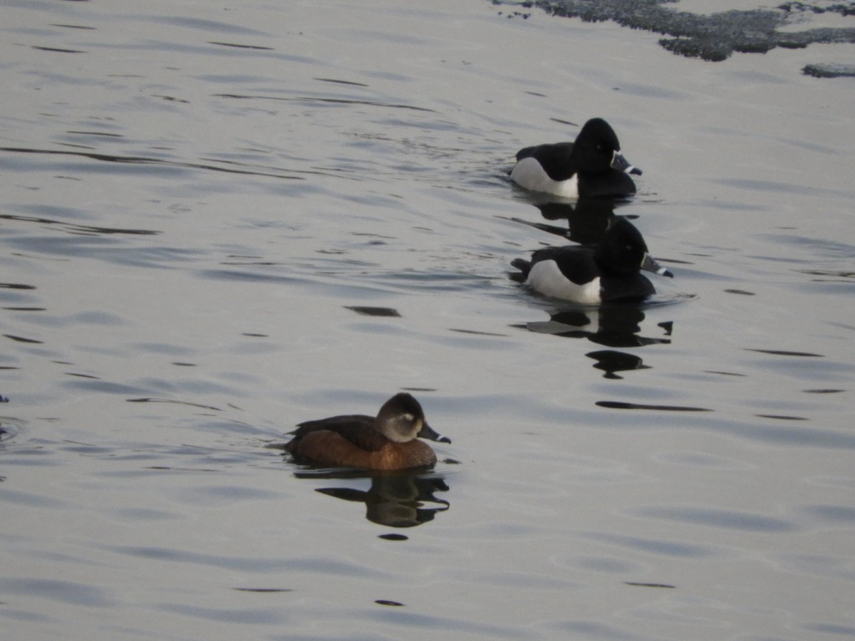 Ring-necked Duck - ML311601631