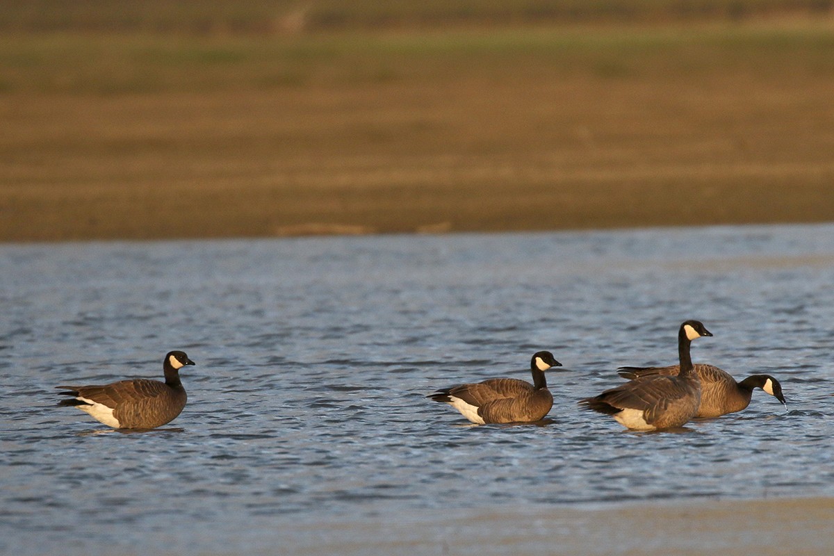 Cackling Goose (minima) - Cameron Eckert