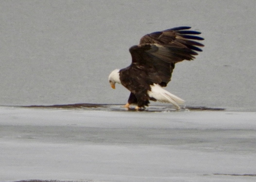 Bald Eagle - ML311602751