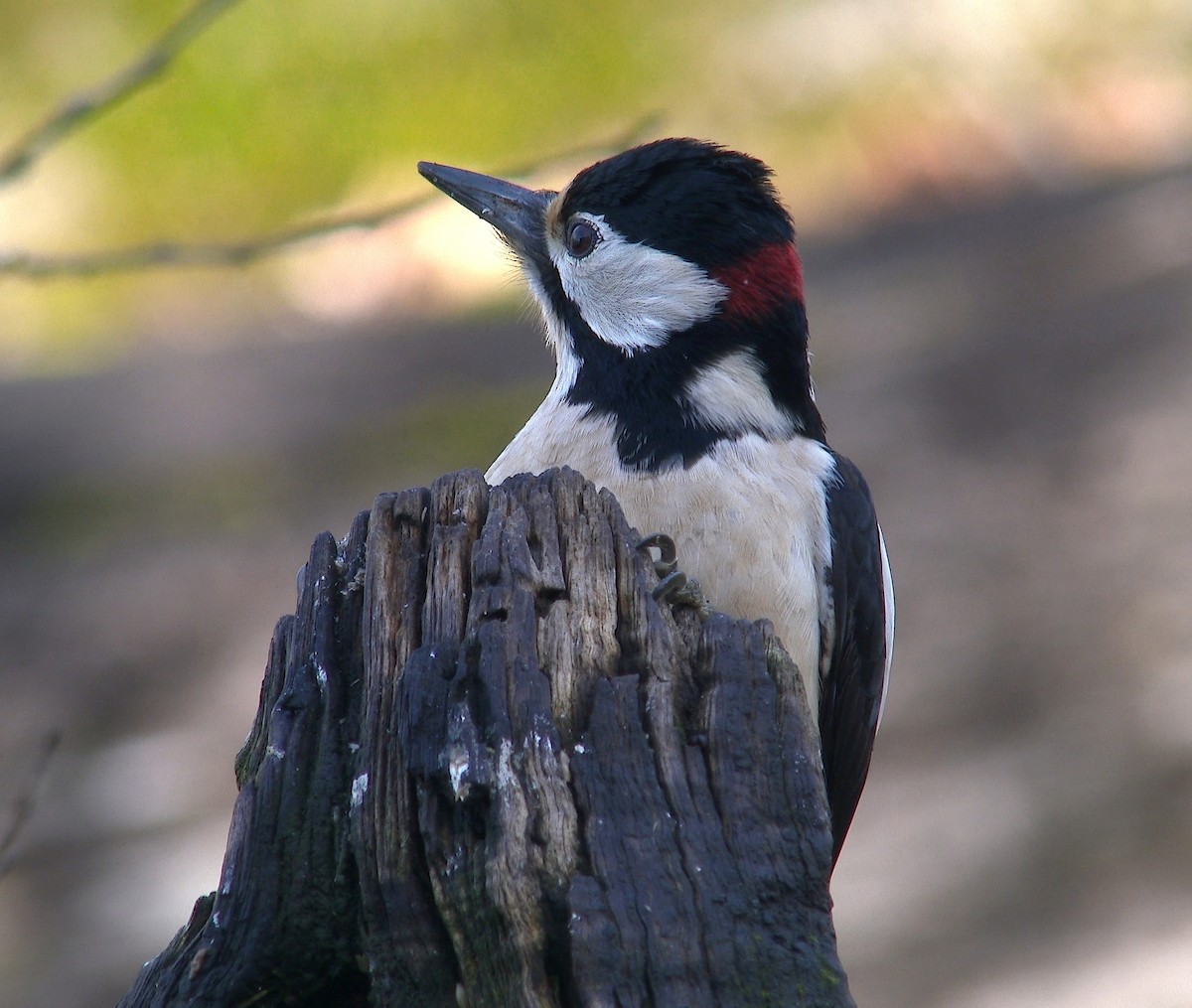 Great Spotted Woodpecker - ML311604361