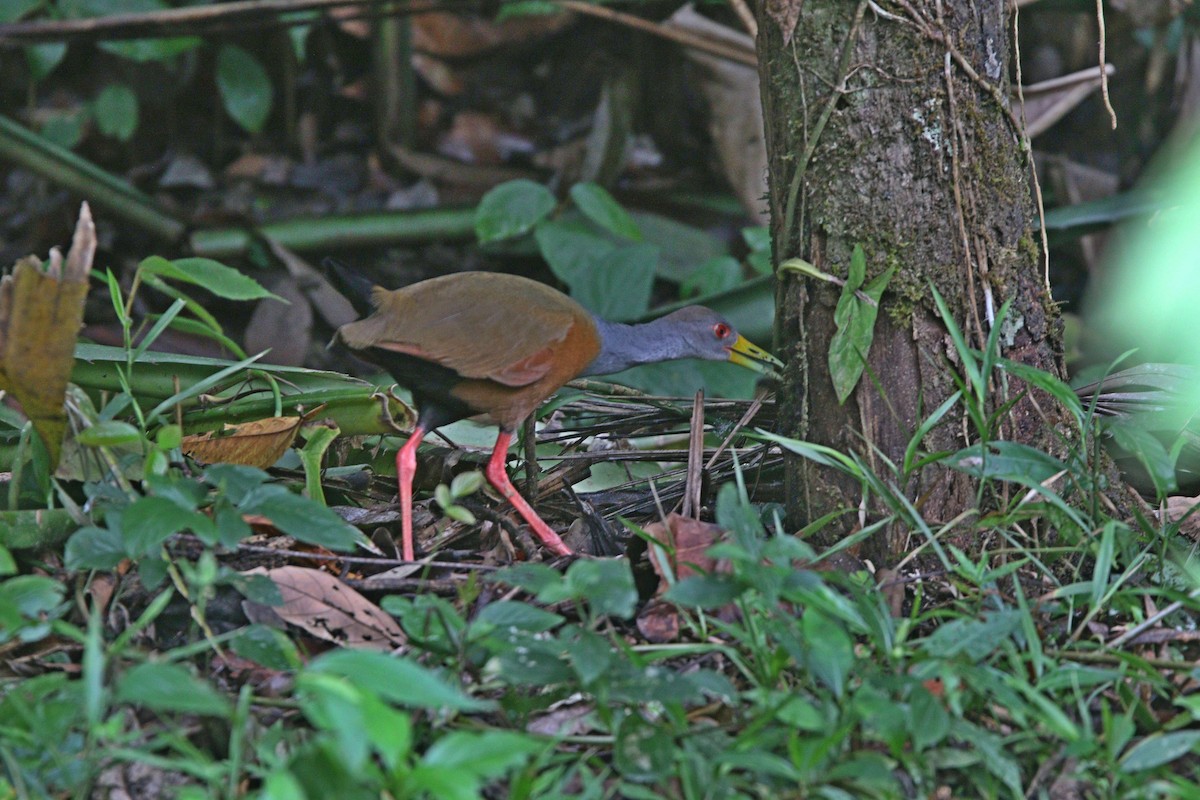 Gray-cowled Wood-Rail - ML311605011