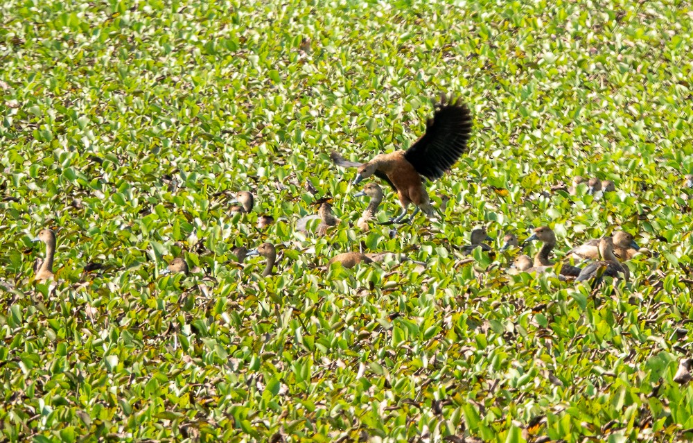 Lesser Whistling-Duck - ML311605211