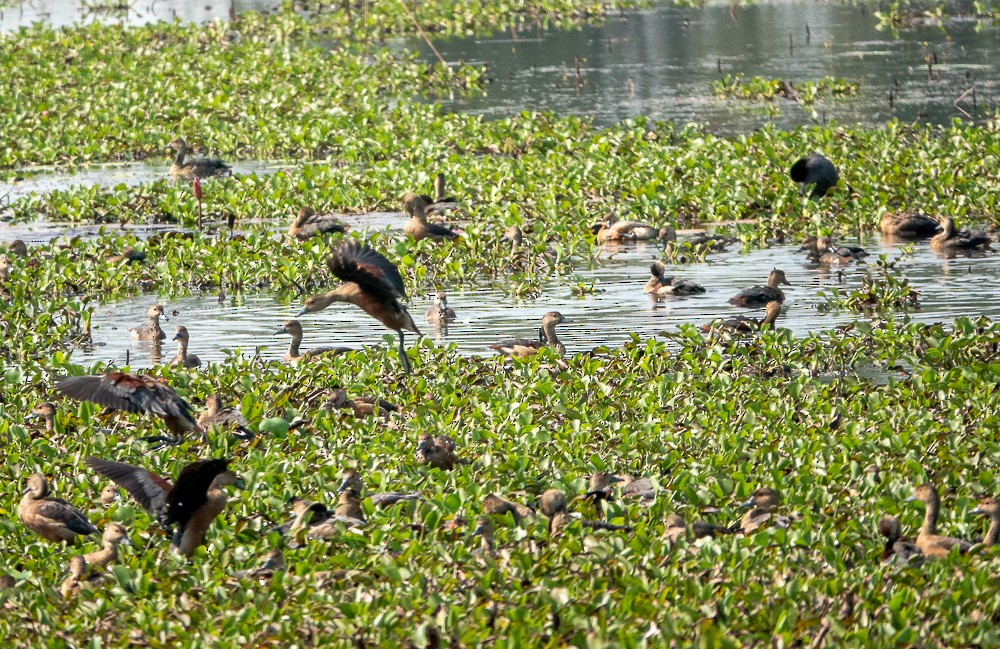 Lesser Whistling-Duck - ML311605221