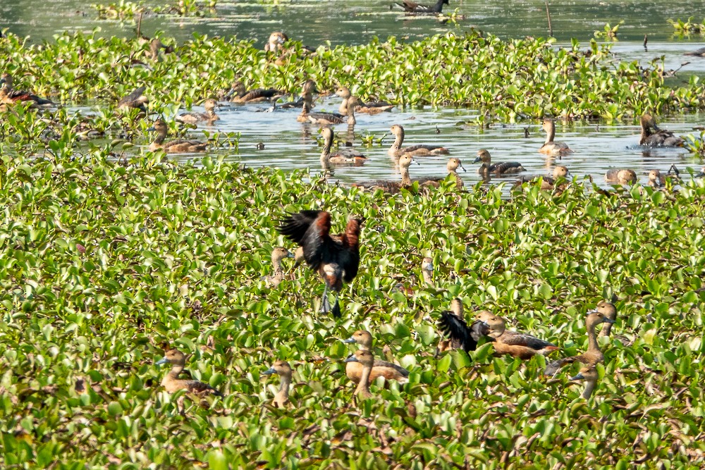 Lesser Whistling-Duck - ML311605231