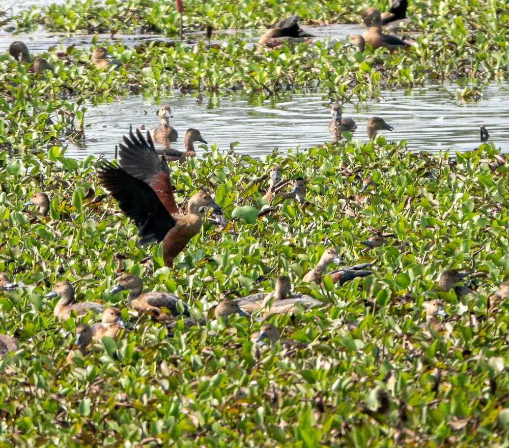 Lesser Whistling-Duck - ML311605251