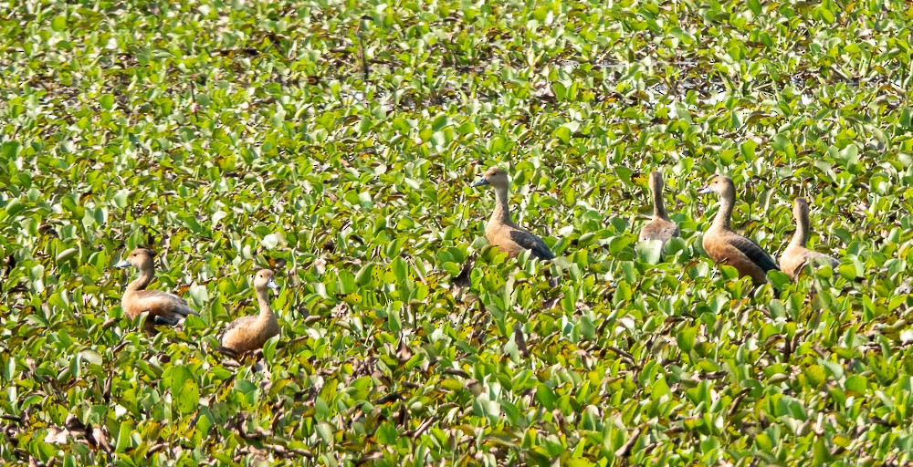 Lesser Whistling-Duck - ML311605261