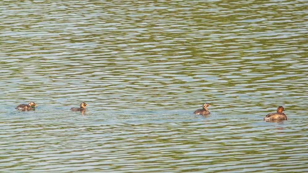 Little Grebe - ML311605361