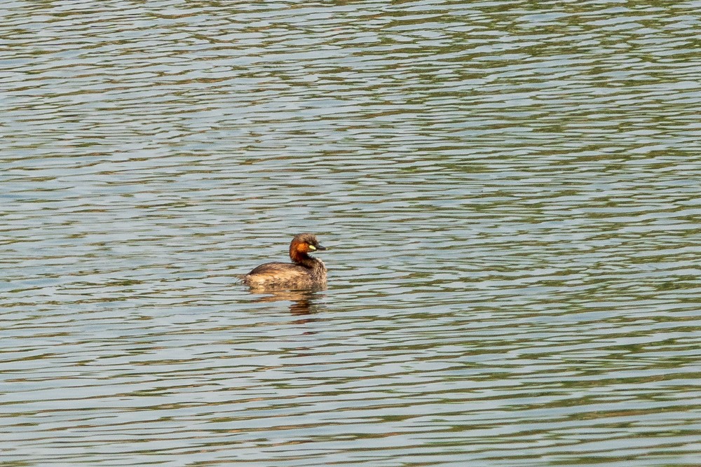 Little Grebe - ML311605371