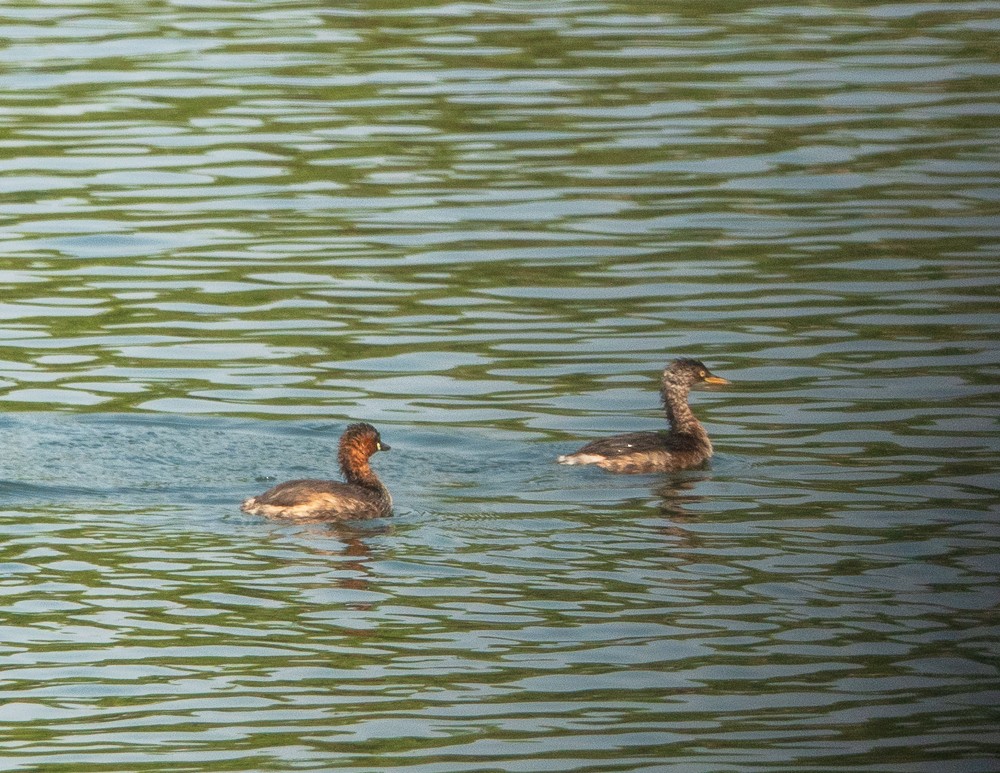 Little Grebe - ML311605381