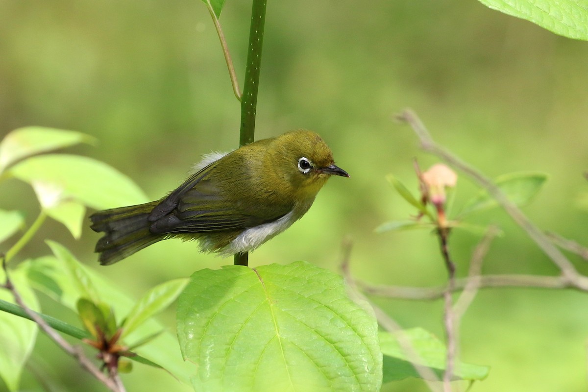 Warbling White-eye - ML311605401