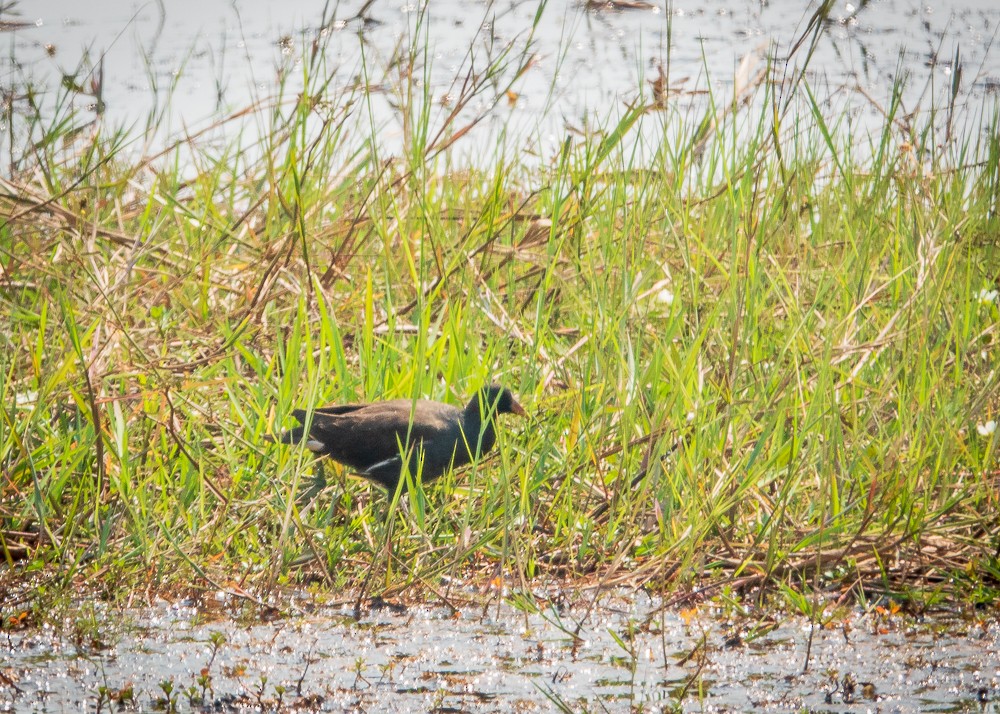 Eurasian Moorhen - ML311605551