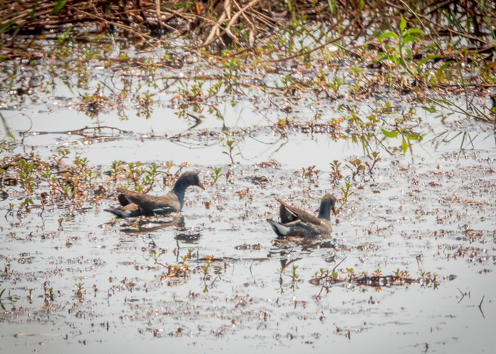 Eurasian Moorhen - ML311605561