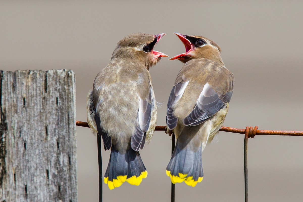 Cedar Waxwing - ML31160561