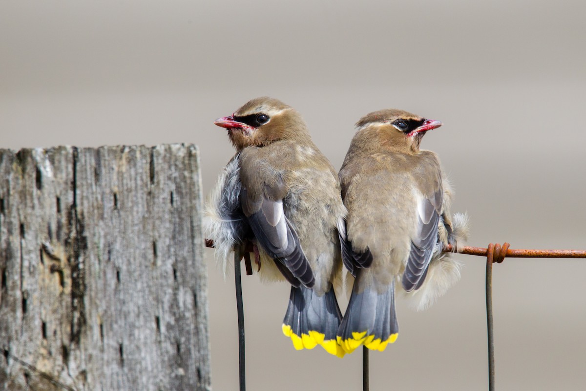 Cedar Waxwing - ML31160571