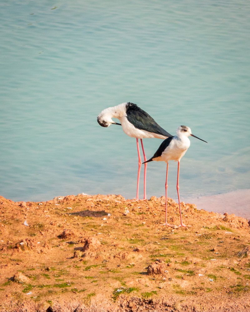 Black-winged Stilt - ML311606111