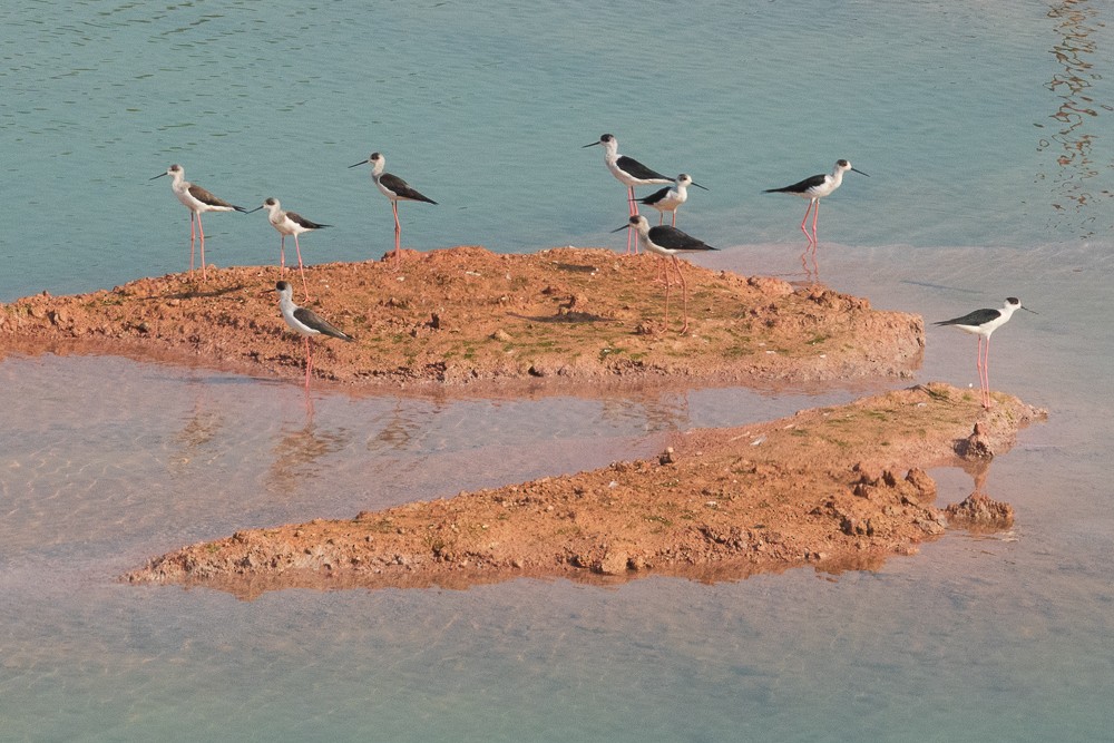 Black-winged Stilt - ML311606121