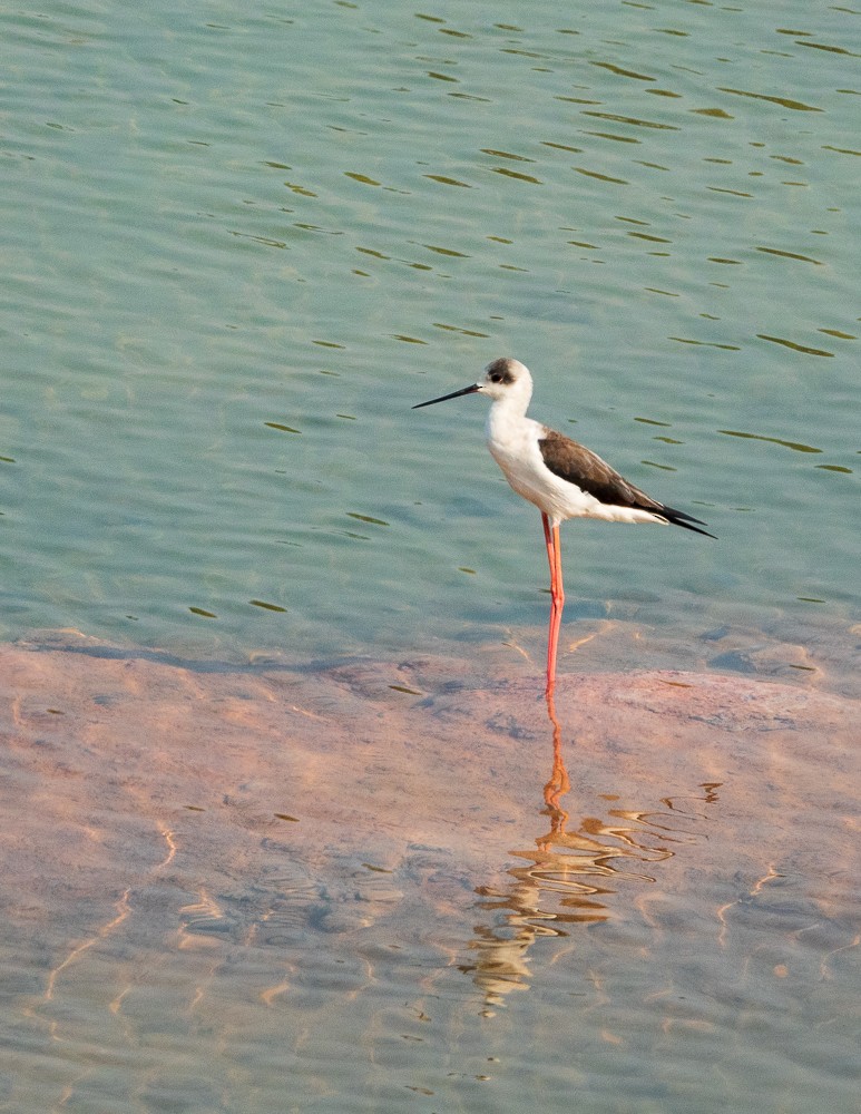 Black-winged Stilt - ML311606131