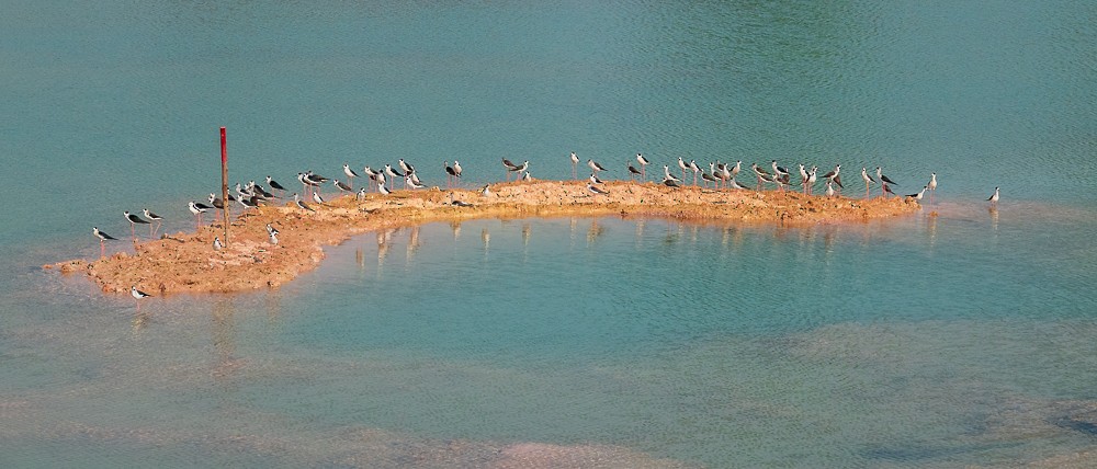 Black-winged Stilt - ML311606141