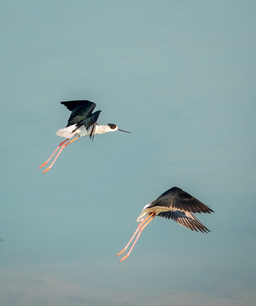 Black-winged Stilt - ML311606151