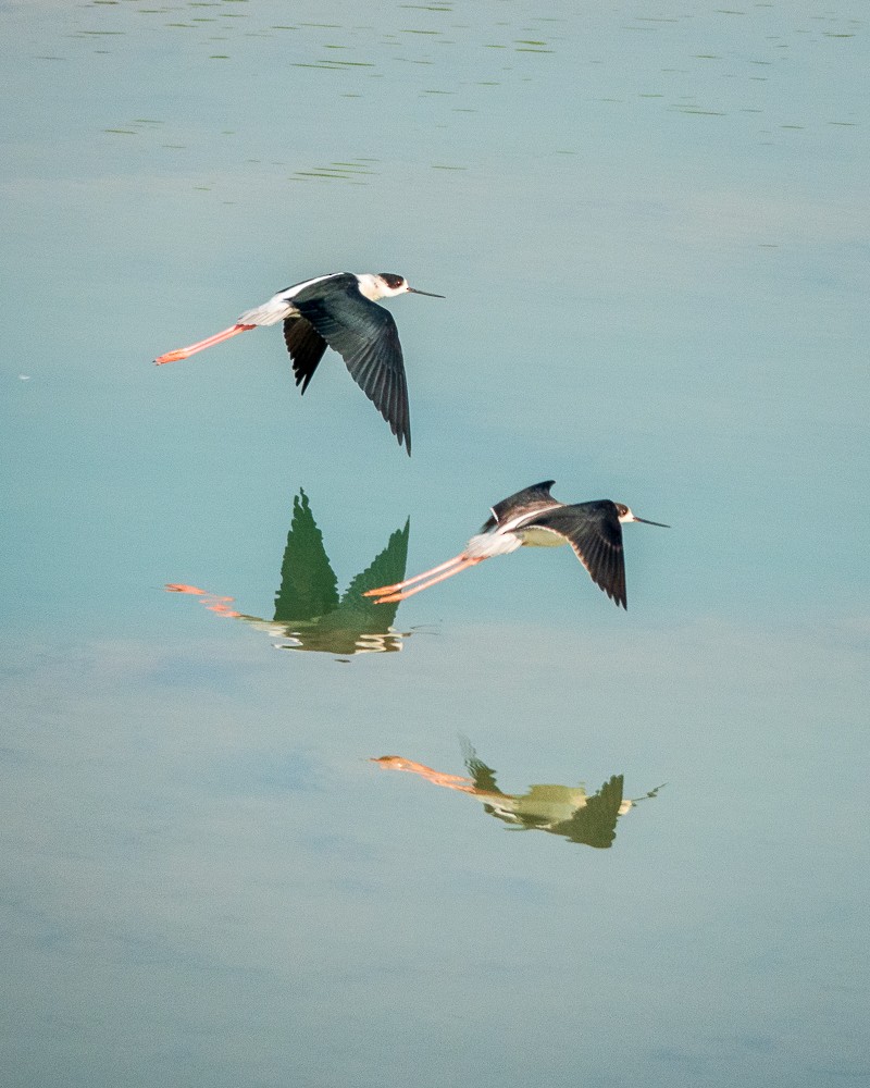 Black-winged Stilt - ML311606161