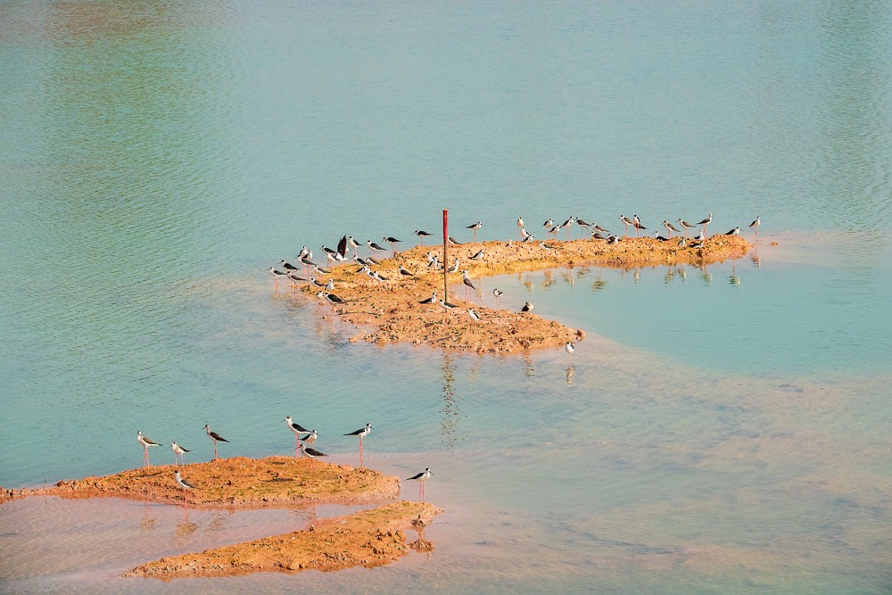 Black-winged Stilt - ML311606181