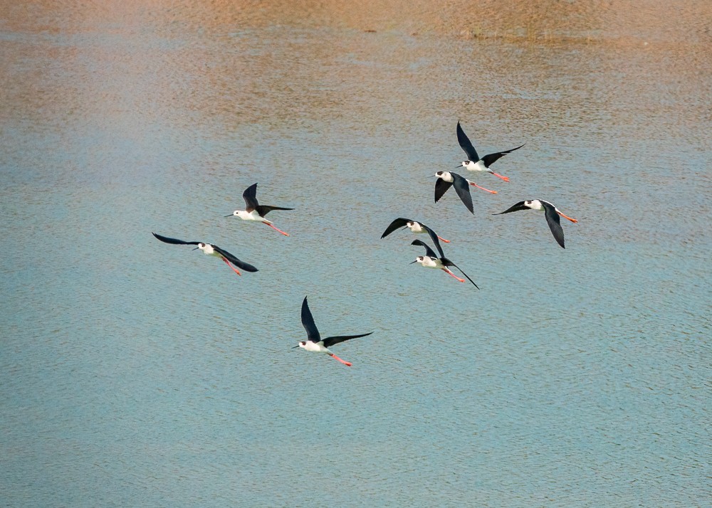 Black-winged Stilt - ML311606191