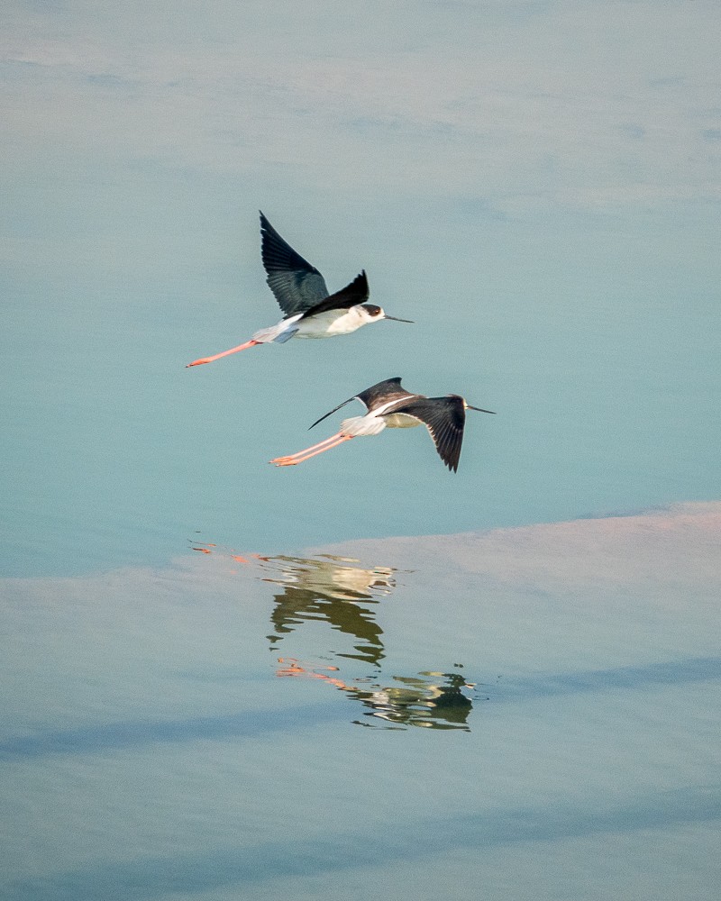 Black-winged Stilt - ML311606201