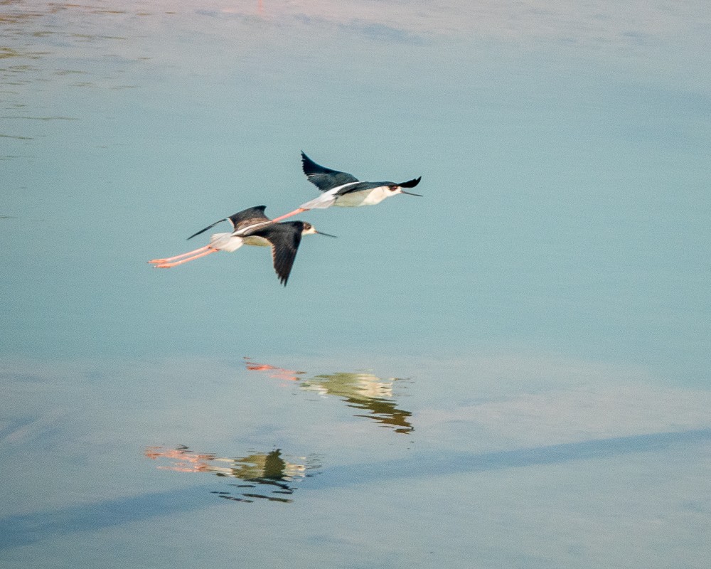 Black-winged Stilt - ML311606211