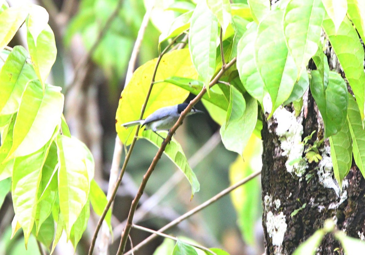 White-browed Gnatcatcher - ML311606221