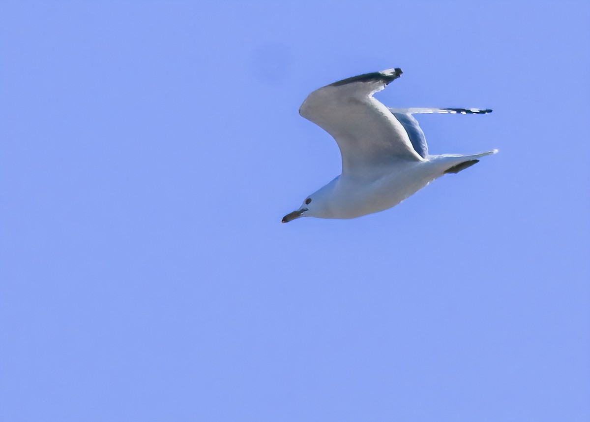 Ring-billed Gull - ML311606311