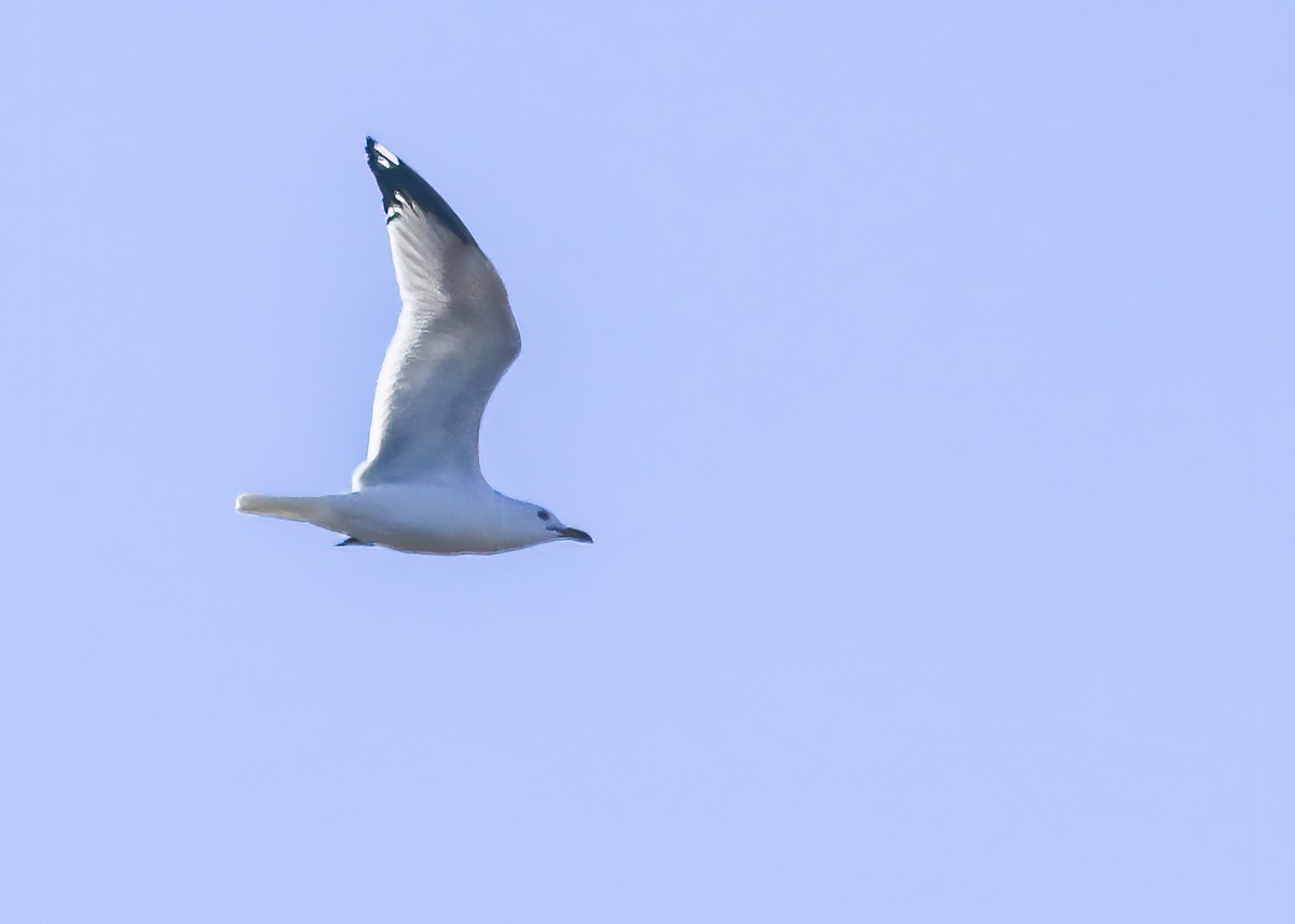 Ring-billed Gull - Marc Boisvert