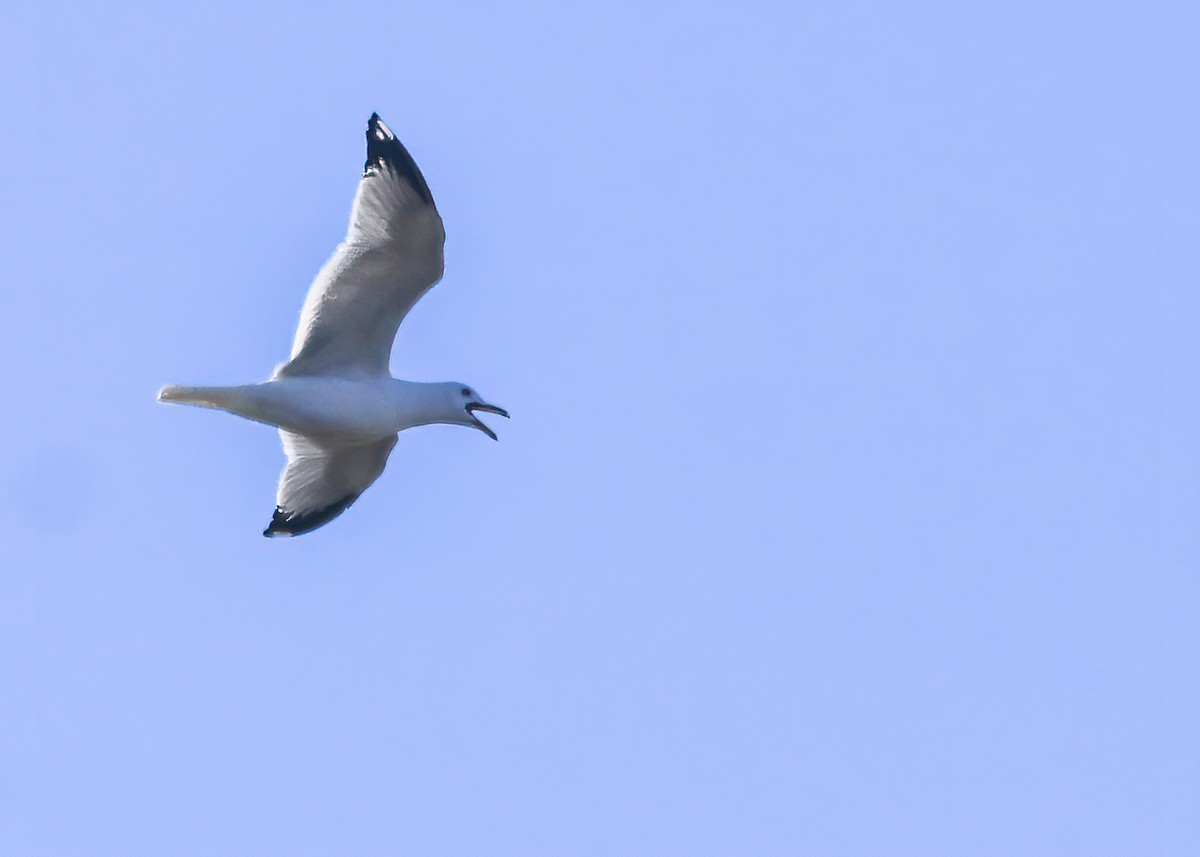 Ring-billed Gull - Marc Boisvert