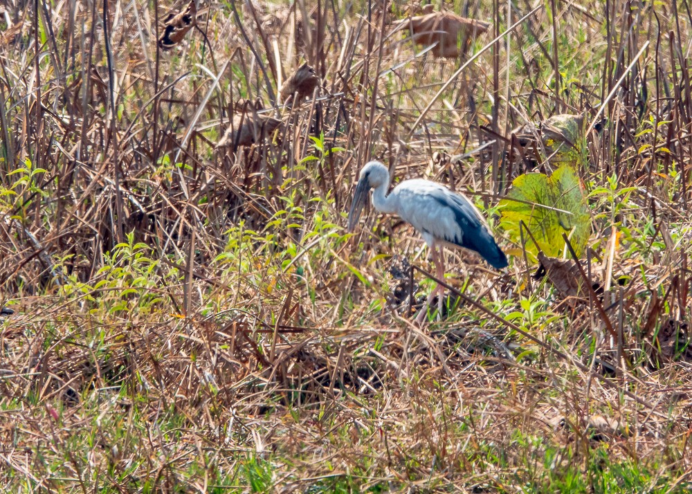 Asian Openbill - ML311606341