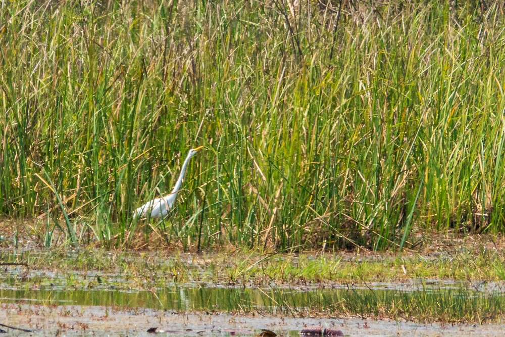 Medium Egret - ML311606451