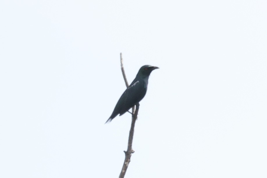 Asian Glossy Starling - ML311606571