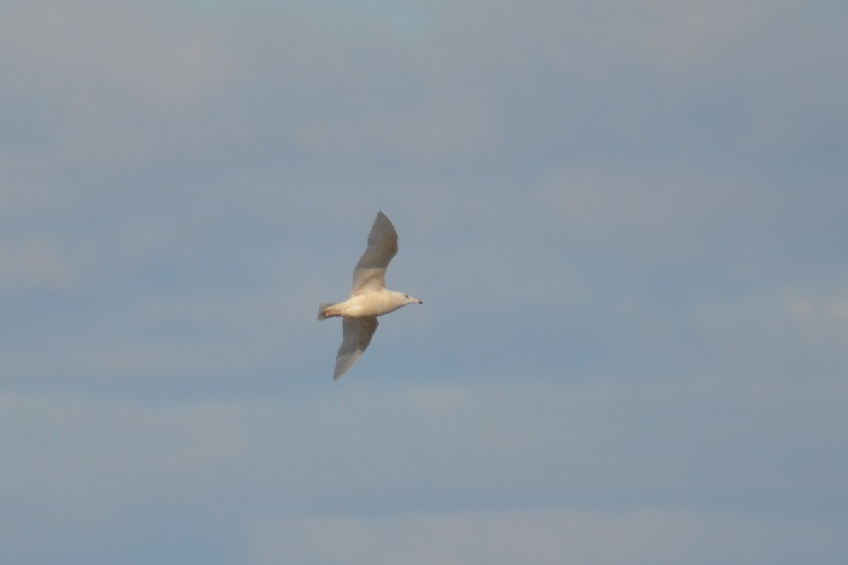 Glaucous Gull - ML311607281