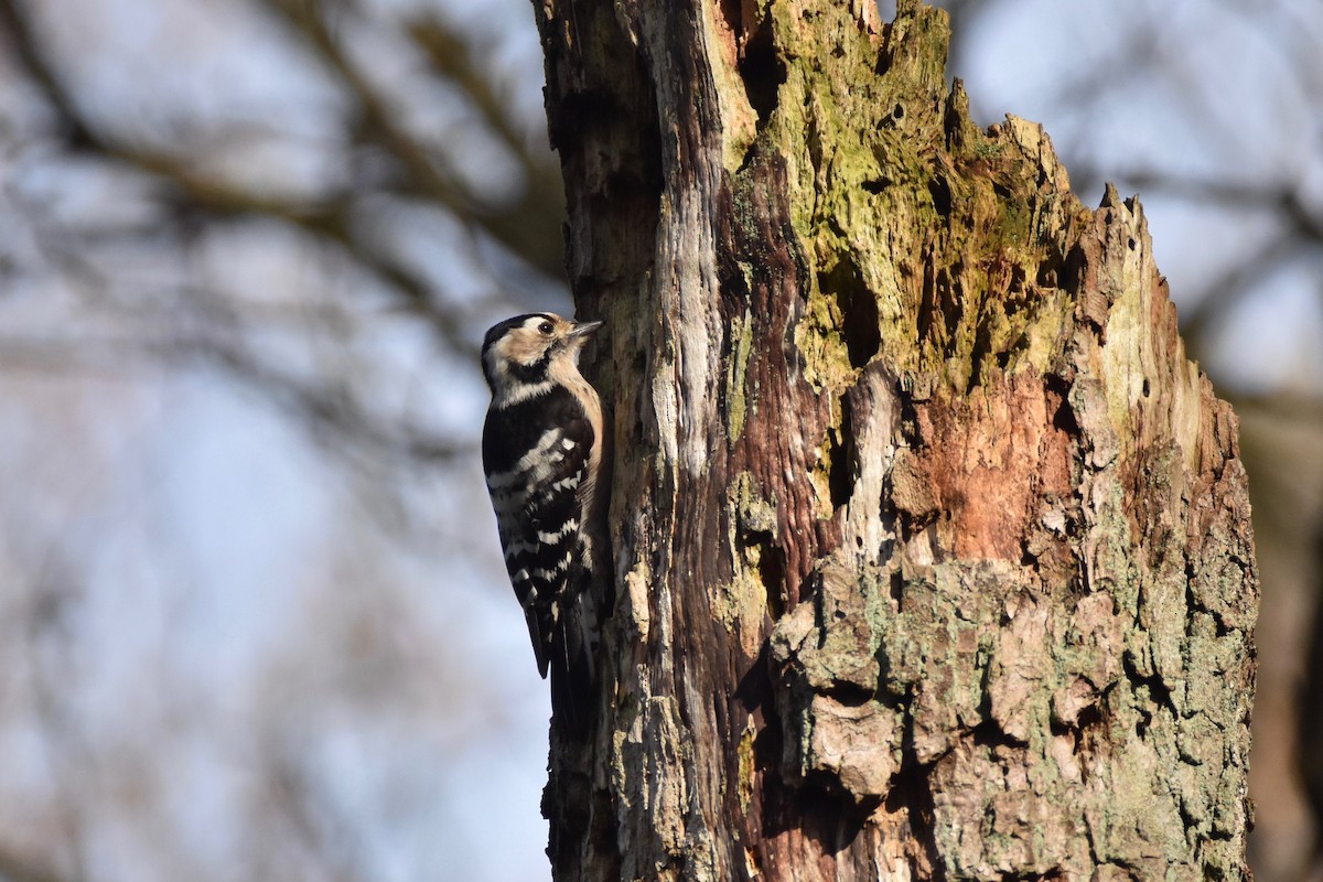 Lesser Spotted Woodpecker - ML311607301