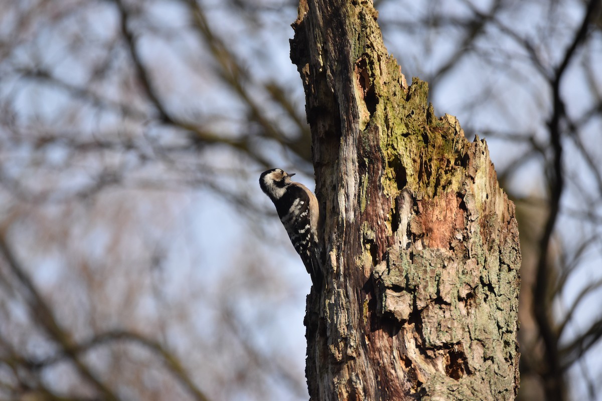 Lesser Spotted Woodpecker - ML311607521
