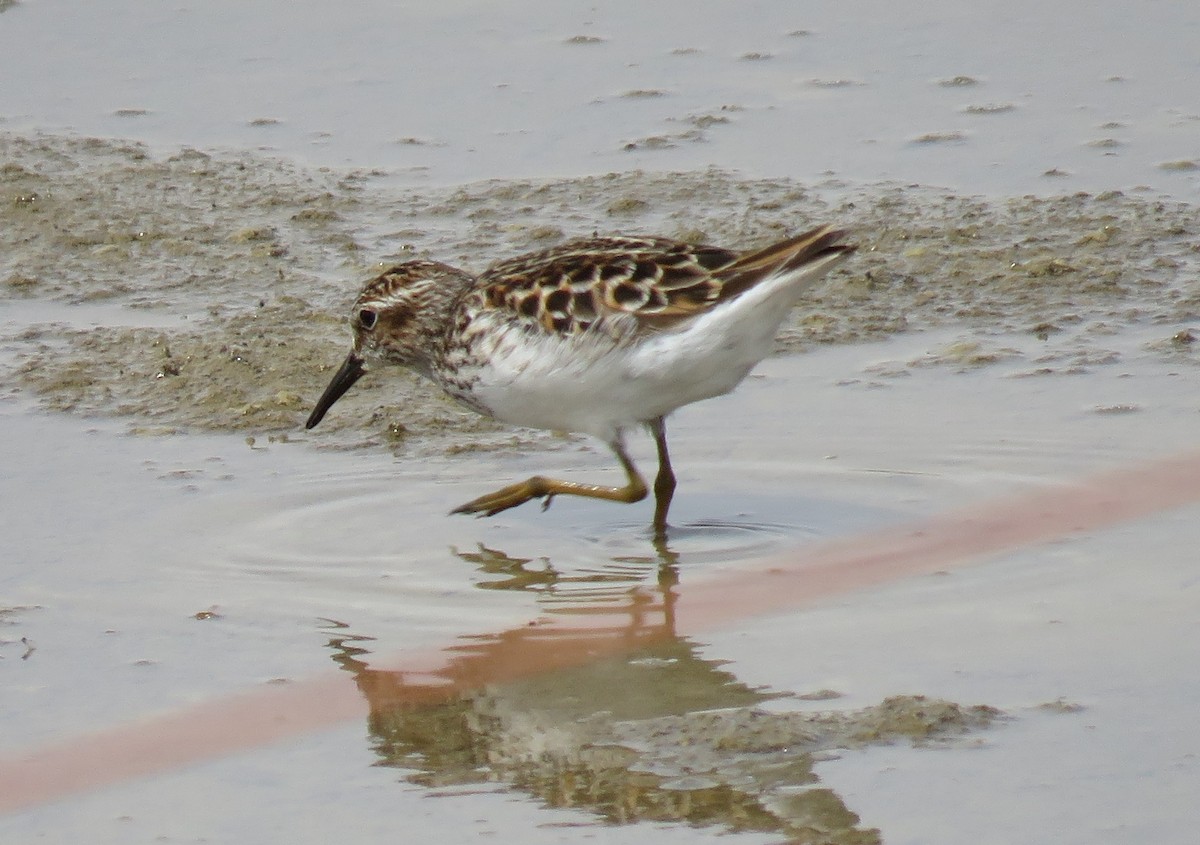 Least Sandpiper - ML31160801