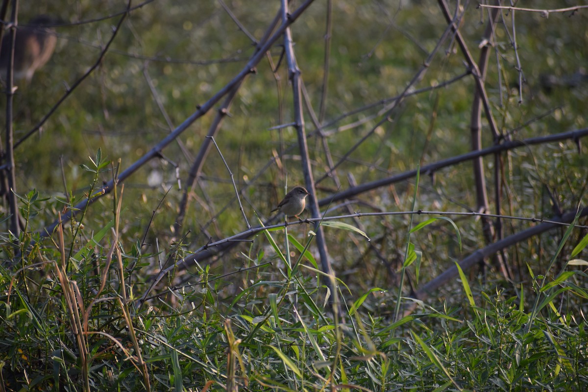 Blyth's Reed Warbler - ML311608931