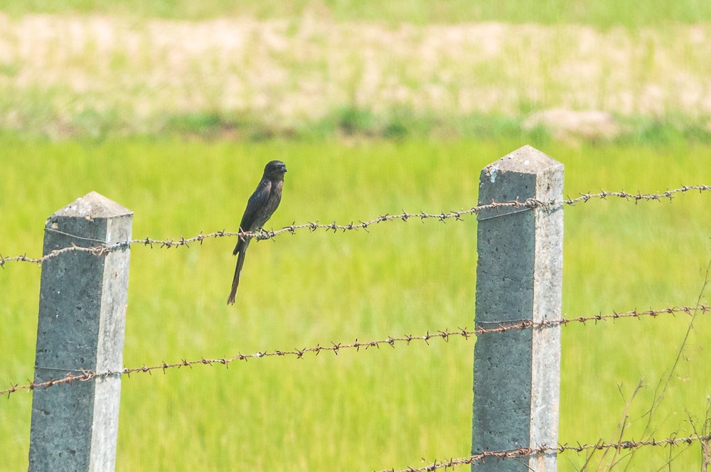 Ashy Drongo - ML311609151