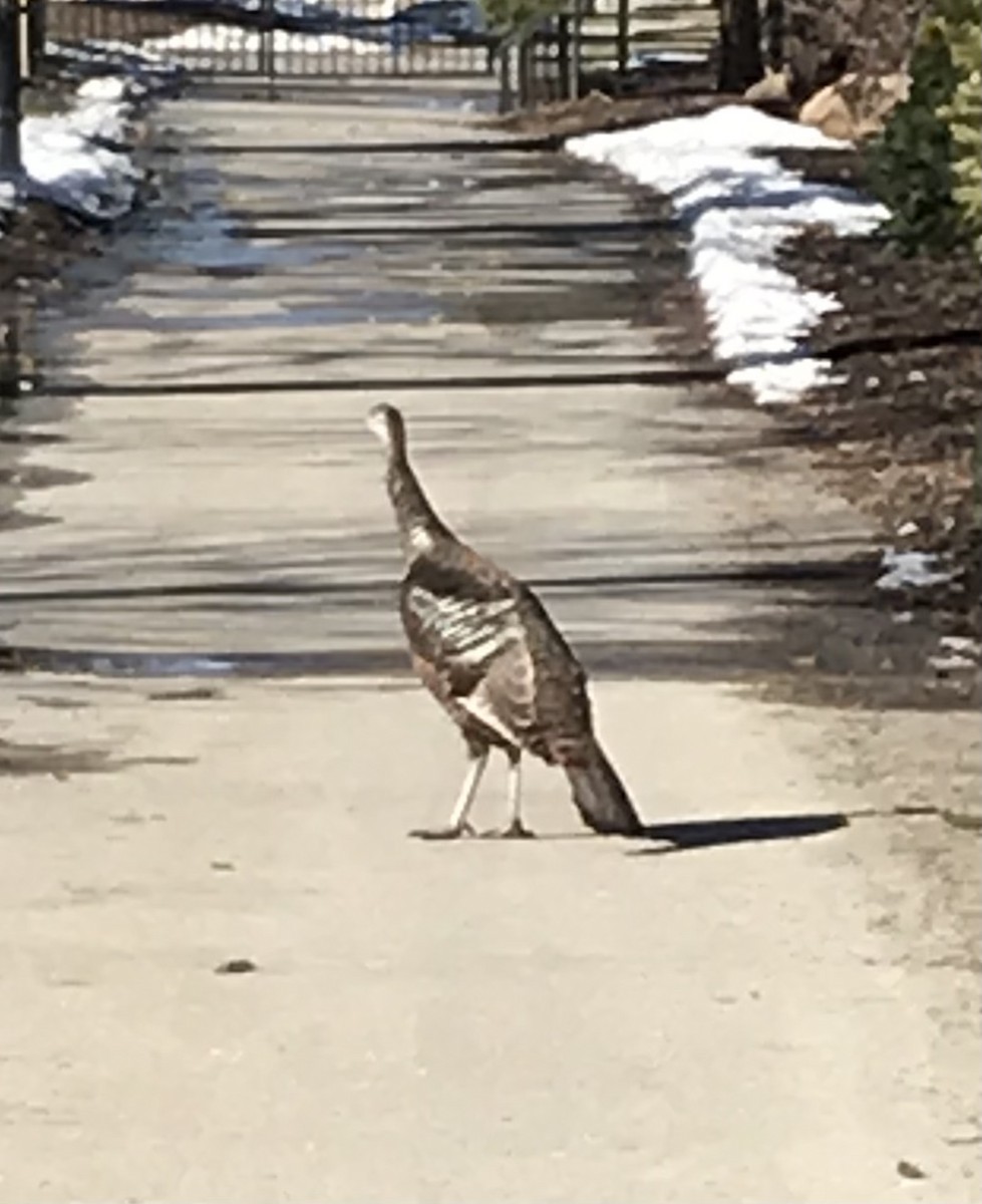 krocan divoký - ML311609271