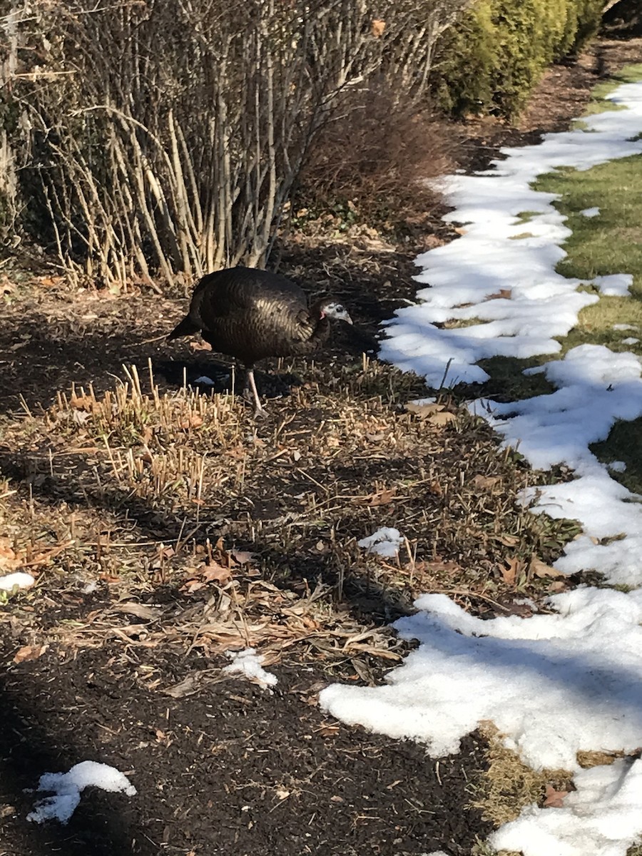 krocan divoký - ML311609281