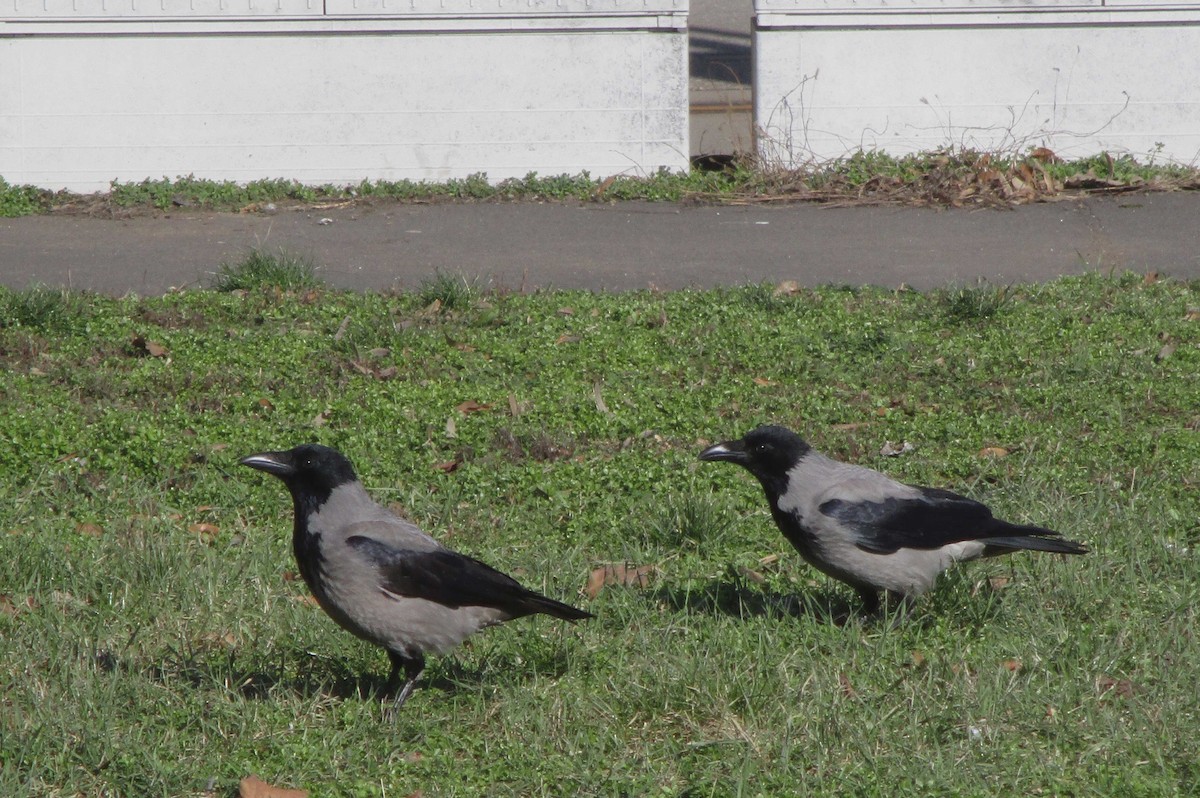 Hooded Crow - Zsuzsanna Guba