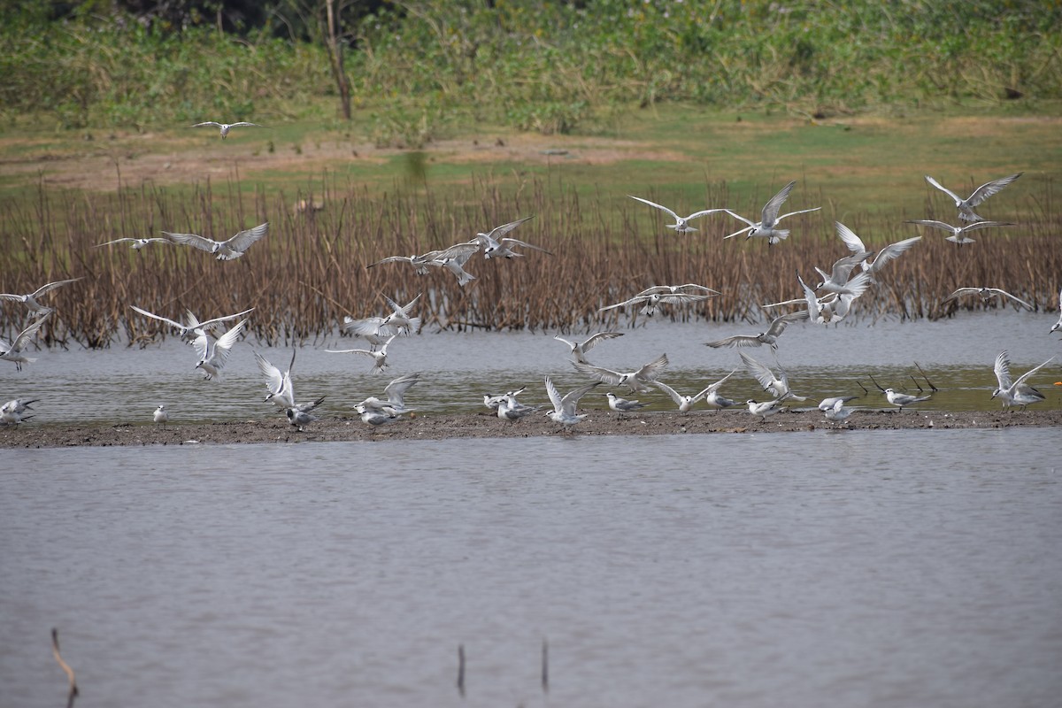 tern sp. - ML311612811