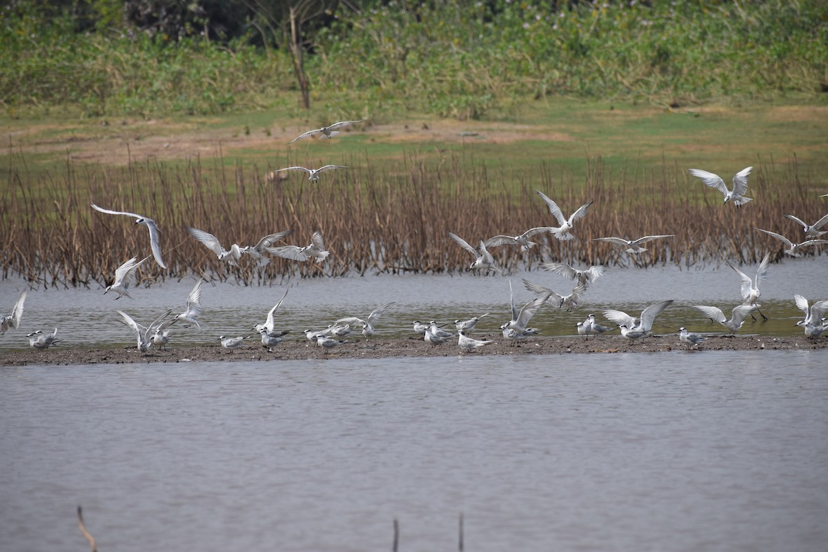 tern sp. - ML311612831